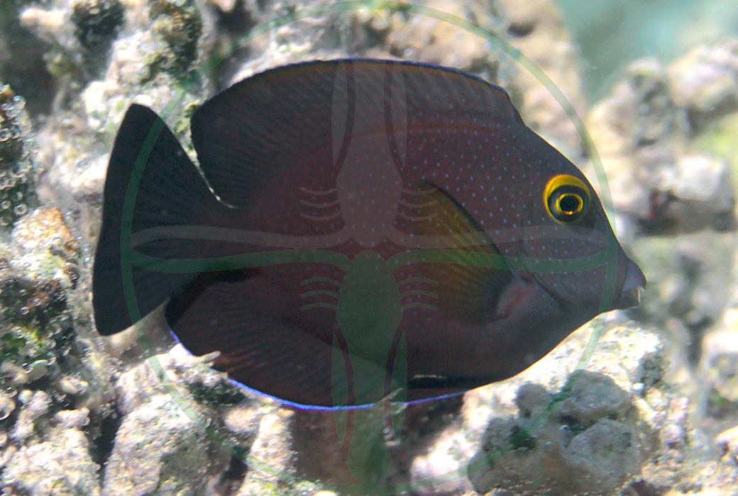Ctenochaetus truncatus - Indischer Goldring Borstenzahn Doktorfisch