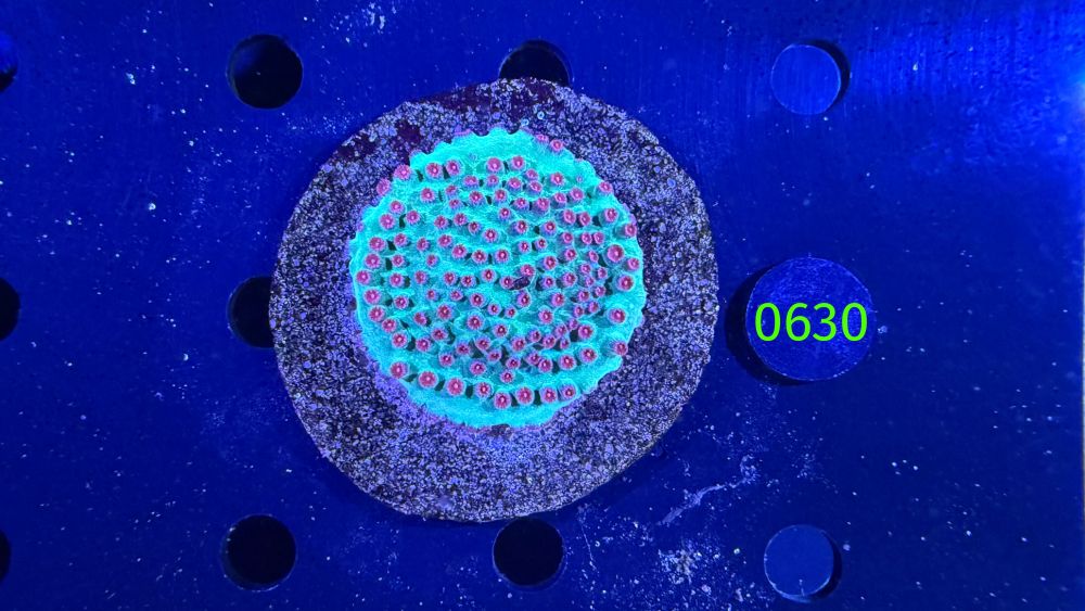 Cyphastrea sp. WYSIWYG 0630