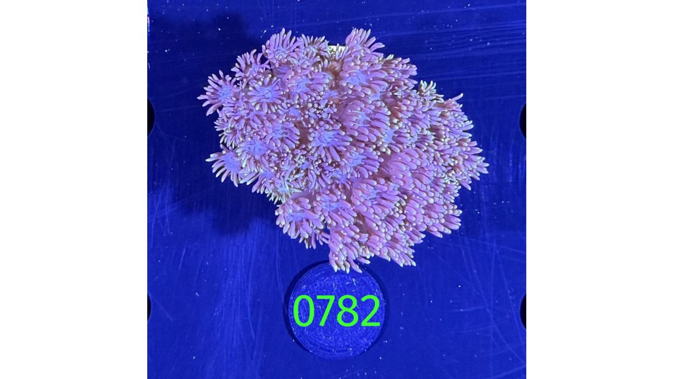 Goniopora sp. WYSIWYG 0782