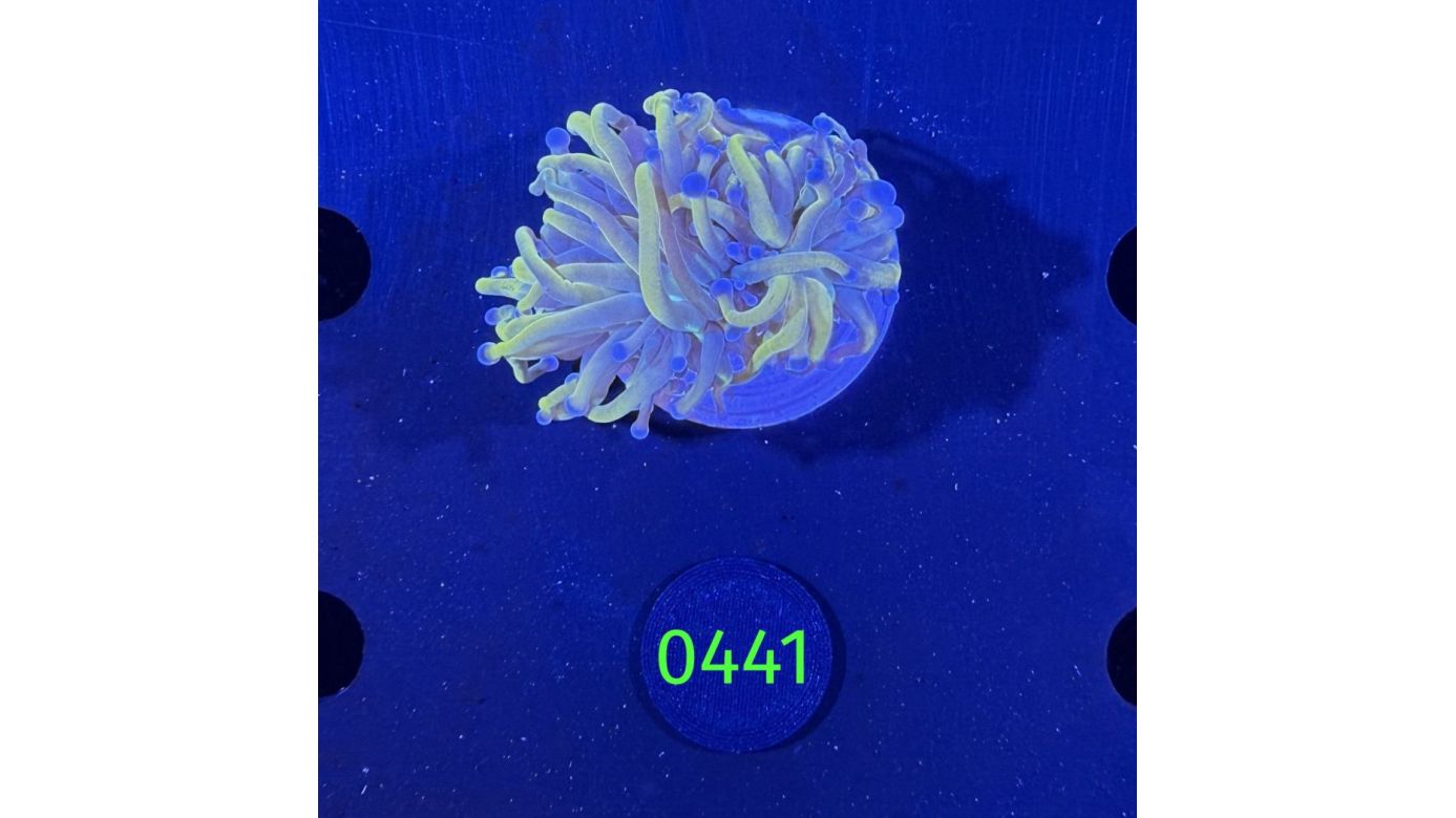 Euphyllia glabrescence - Holy Moly Torch 0441