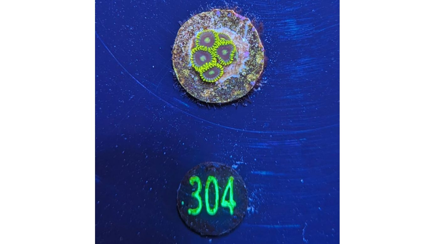 Zoanthus sp. - Krustenanemone gelb/lila PlanktonPlus Nachzucht 0304