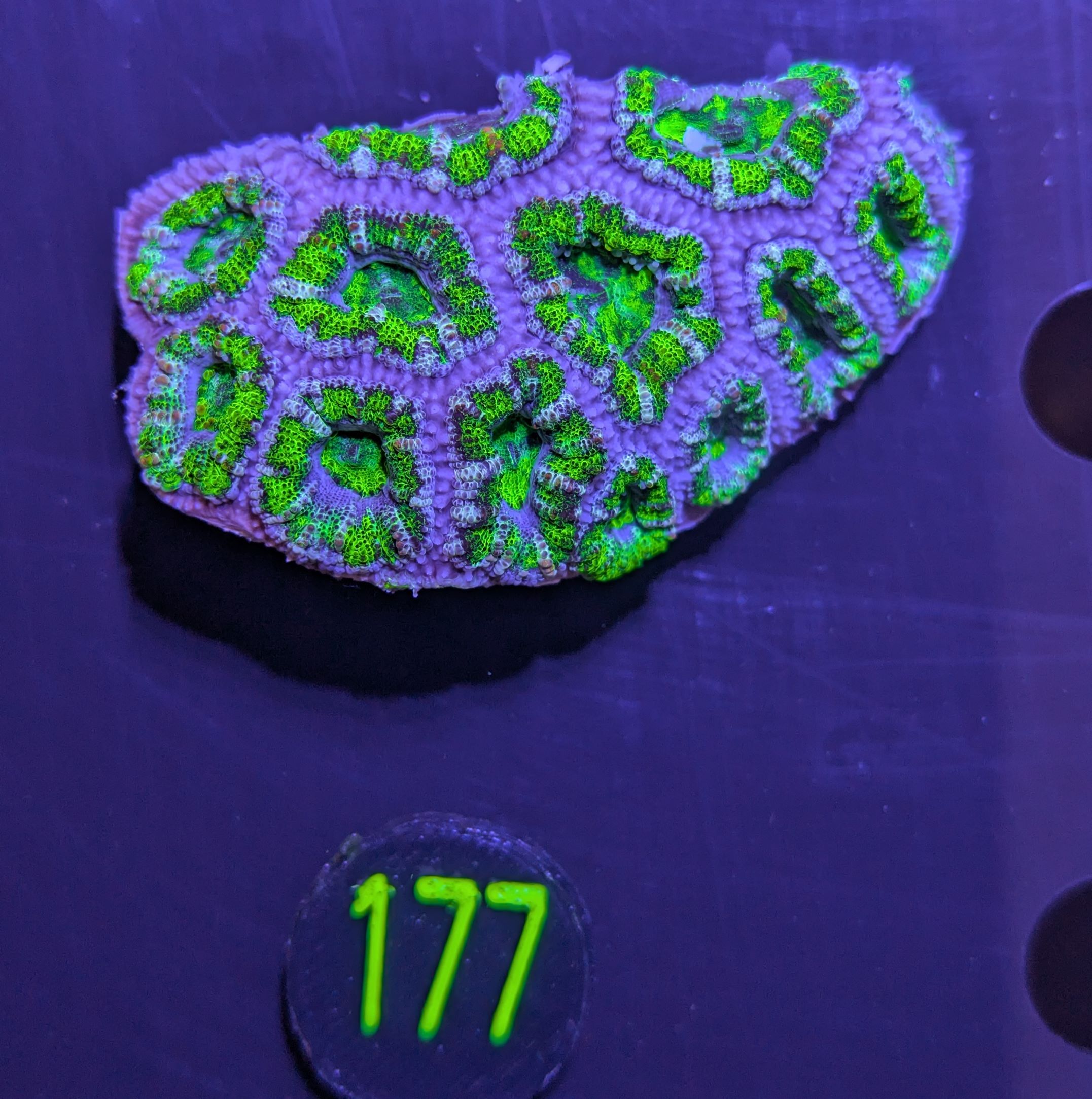 Acanthastrea lordhowensis -Ausi- 0177