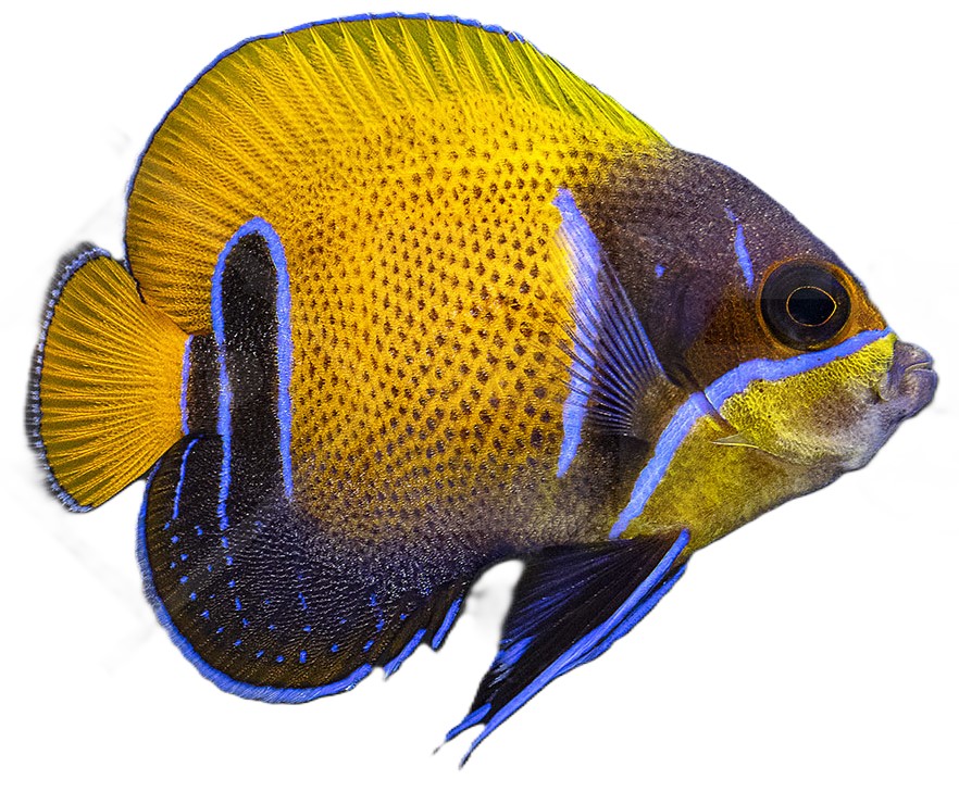 Pomacanthus navarchus - Traumkaiserfisch Nachzucht