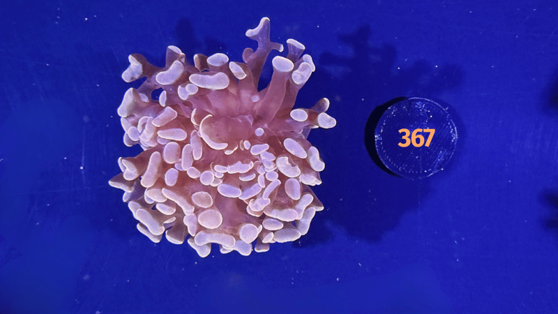 Euphyllia paraancora "Rosegold" 0367
