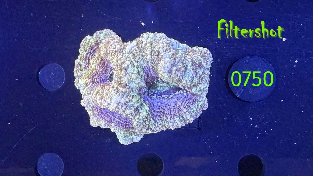 Acanthastrea bowerbanki Aussi WYSIWYG 0750