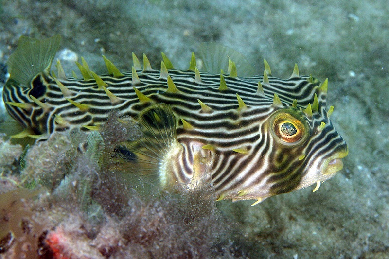 Chilomycterus Schoepfii - Stachliger Igelfisch