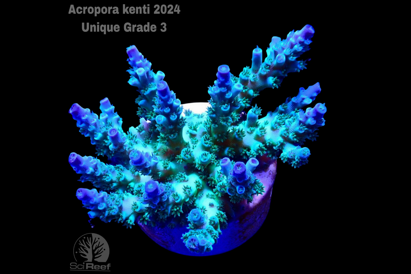 SciReef Acropora kenti Unique Grade 3 0300