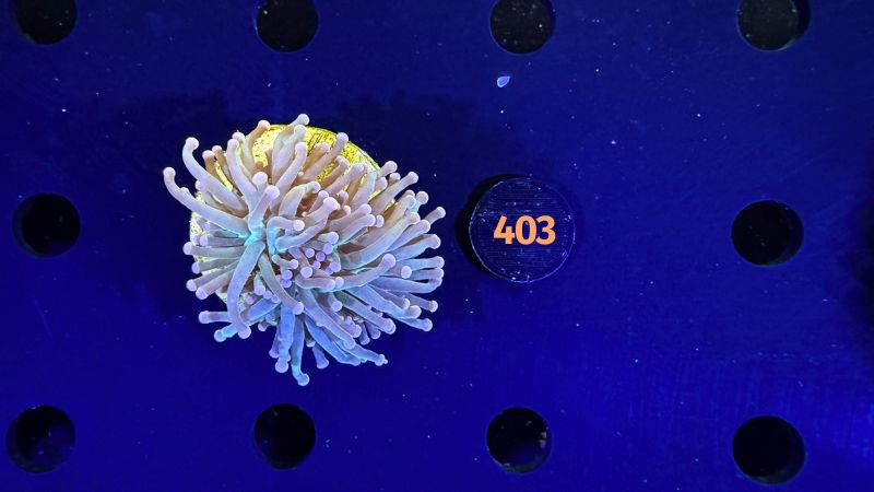 Euphyllia glabrescens - Fackelkoralle Torch 1 Kopf 0403