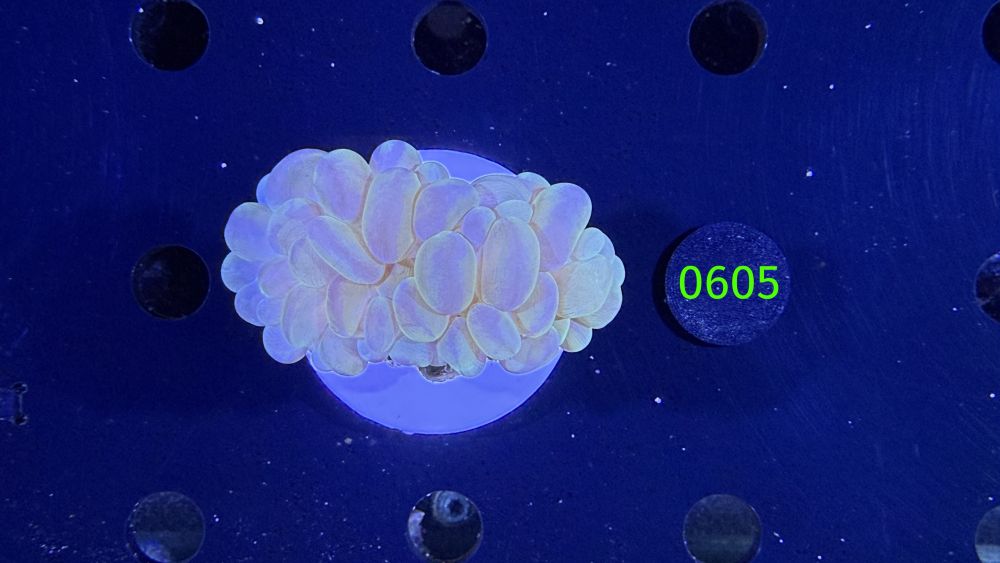 Plerogyra sinuosa - Blasenkoralle WYSIWYG 0605