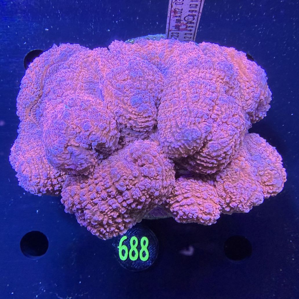 Lobophyllia sp. WYSIWYG 0688