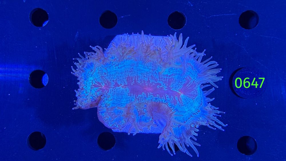 Catalaphyllia jardinei WYSIWYG 0647