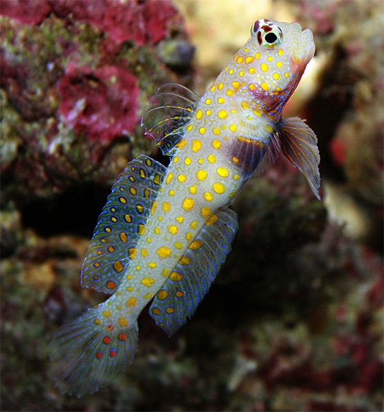 Amblyeleotris guttata - Orange Gepunktete Partnergrundel