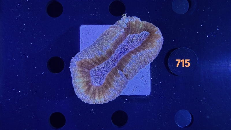 Lobophyllia sp. WYSIWYG 0715