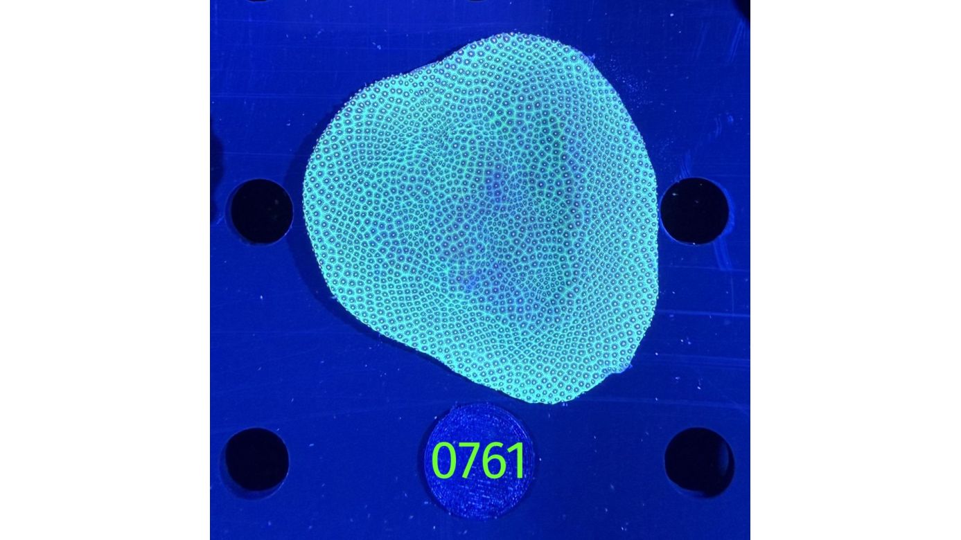 Porites sp.WYSIWYG 0761