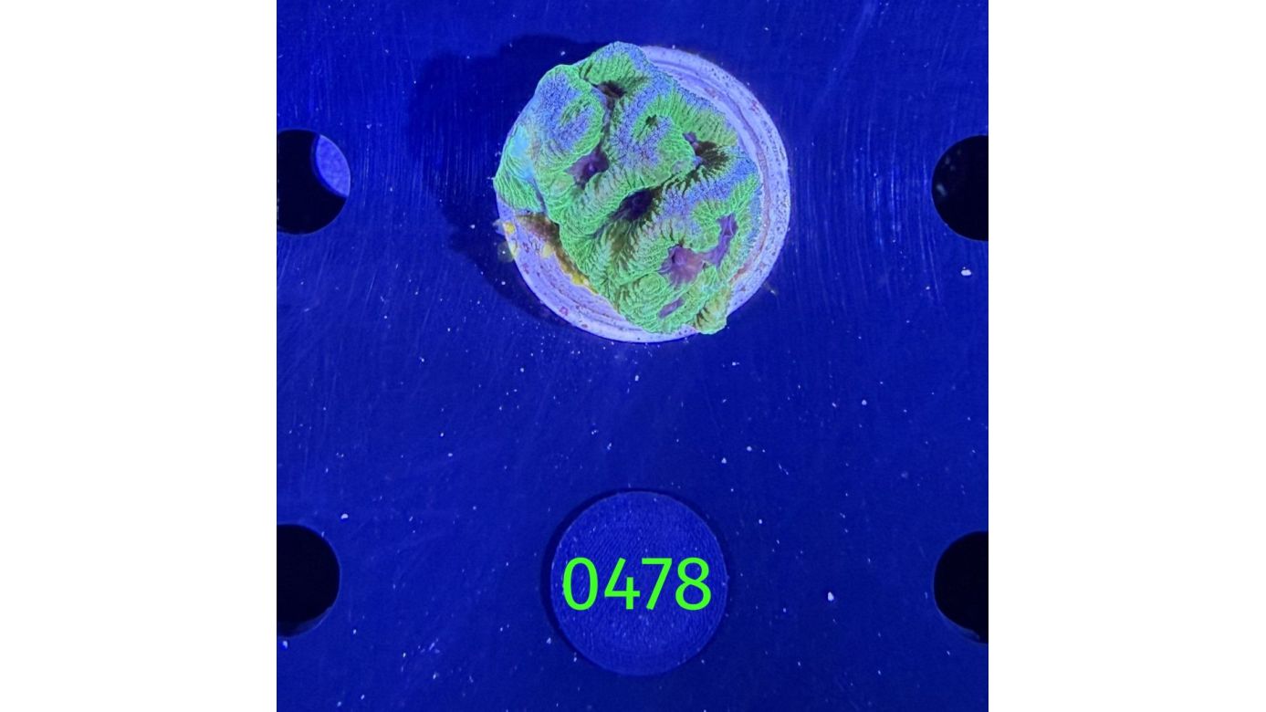 Playgyra sp. - Großpolypige Steinkoralle Deutsche Nachzucht 0478