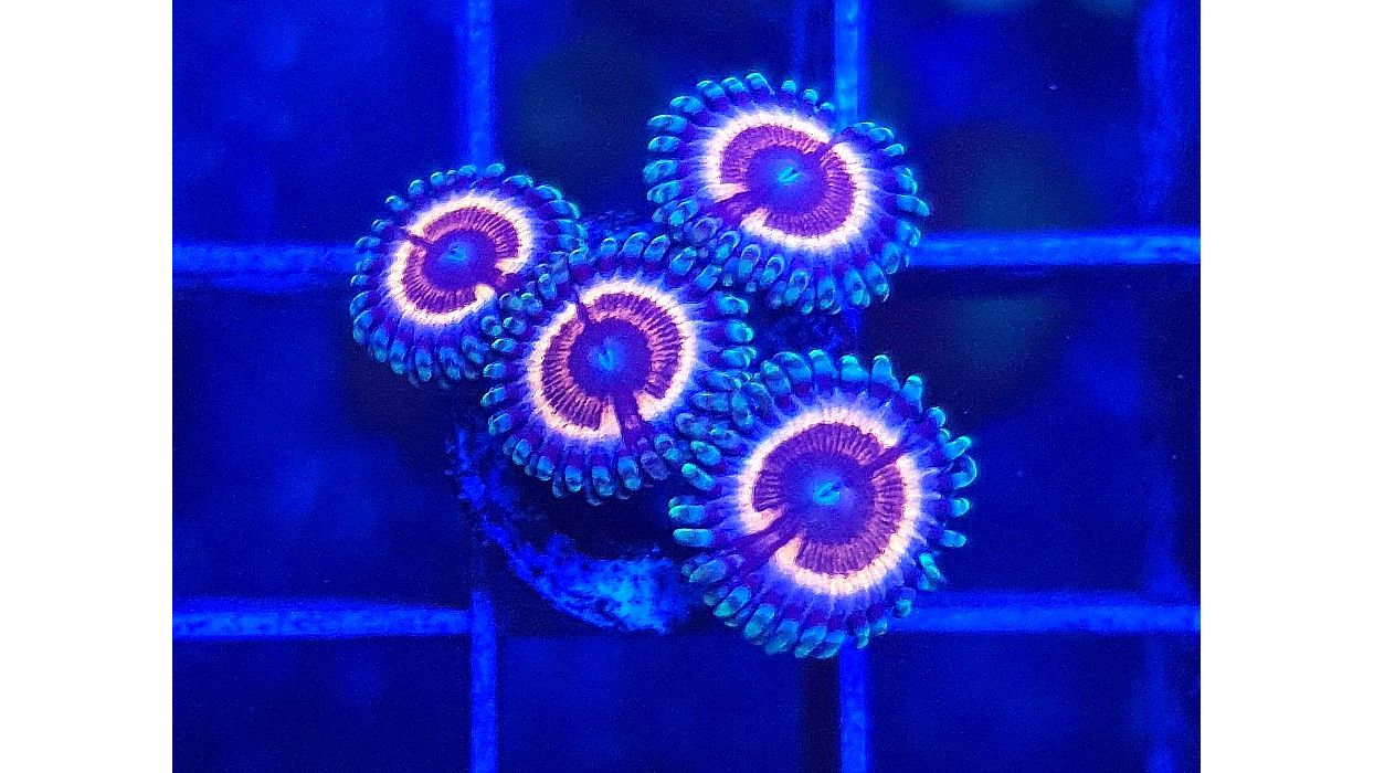 Zoanthus sp. - Krustenanemone "Sonic Flaire" Deutsche Nachzucht 0329