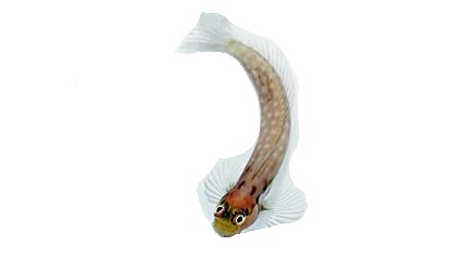 Ecsenius minutus - Halsband Schleimfisch