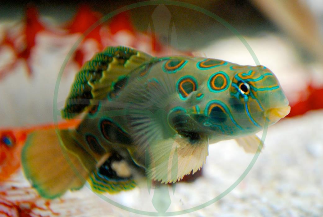 Synchiropus picturatus - LSD Leierfisch NACHZUCHT