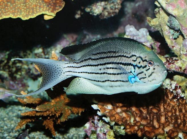Genicanthus lamarck - Lamarcks Lyrakaiserfisch