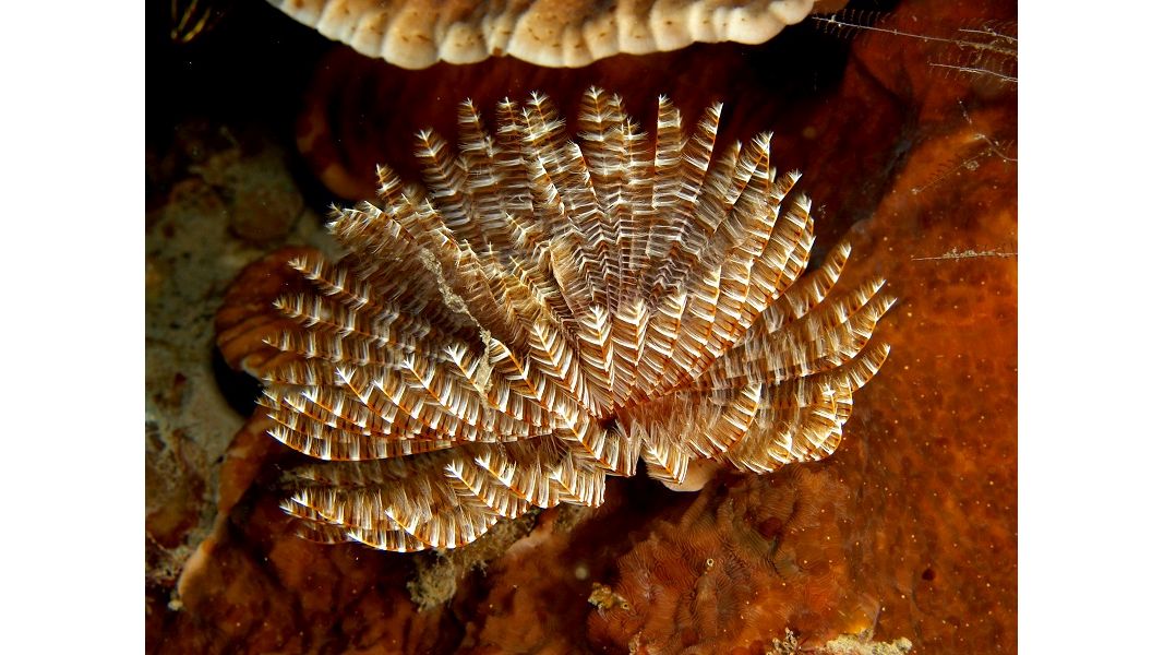 Sabellastarte sp. - Röhrenwurm gemischt