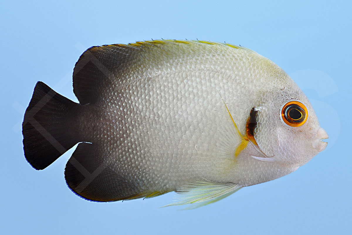 Centropyge vroliki - Perlschuppen Zwergkaiserfisch