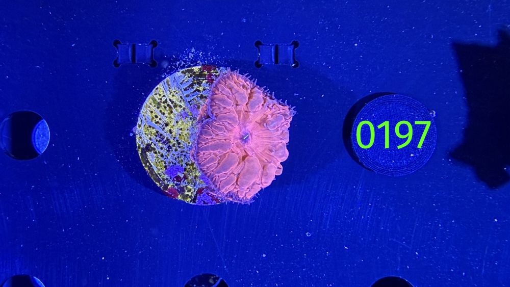 Blastomussa wellsi - Hirnkoralle Rot PPNZ 197