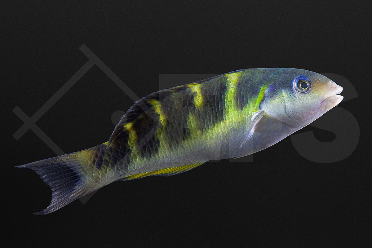 Thalassoma jansenii - Jansens Lippfisch