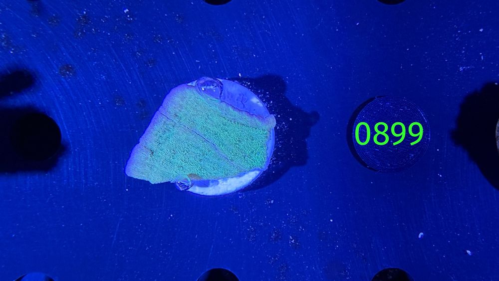 Montipora delicatula - Montiplatte "grün/lila" PPNZ 0899