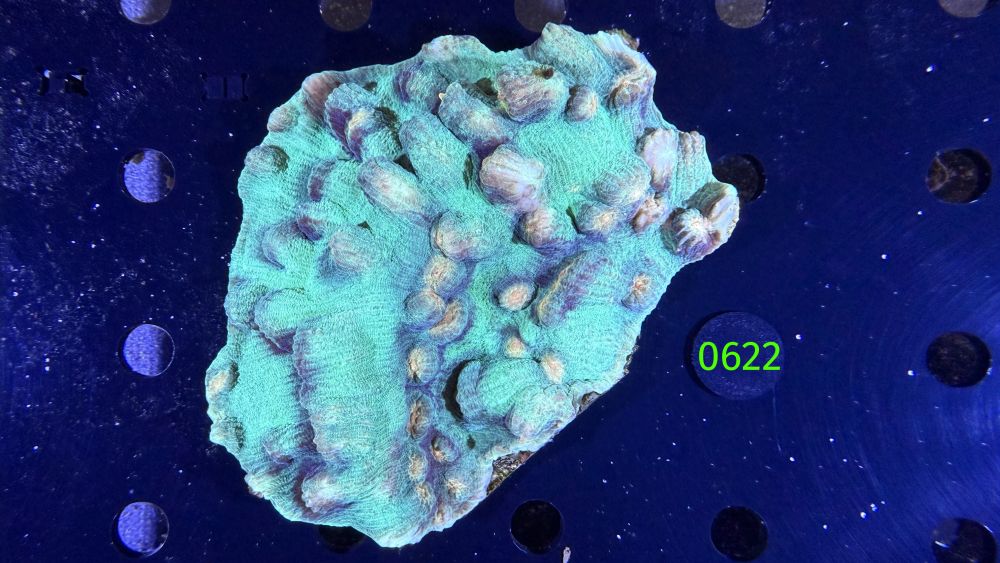 Echinophyllia/Chalice WYSIWYG 0622