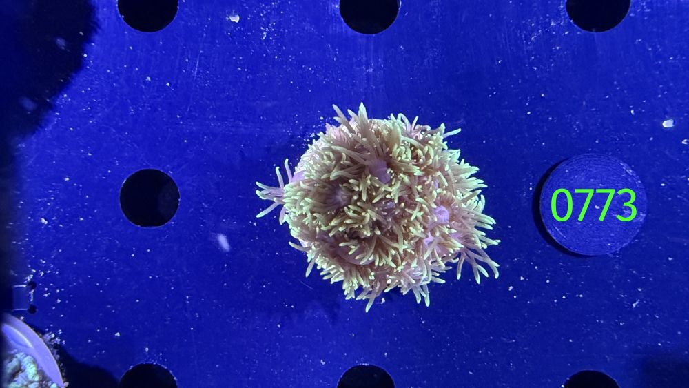 Goniopora sp. WYSIWYG 0773