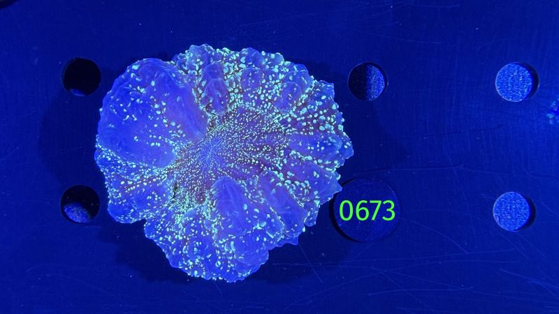 Acanthopyhllia deshayesiana WYSIWYG 0673