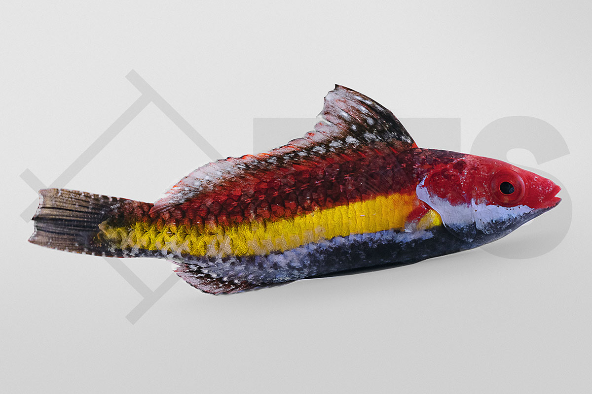 Cirrhilabrus naokoae - Haiflossen Zwerglippfisch