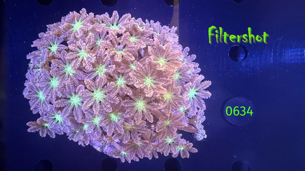 Clavularia spec. WYSIWYG 0634