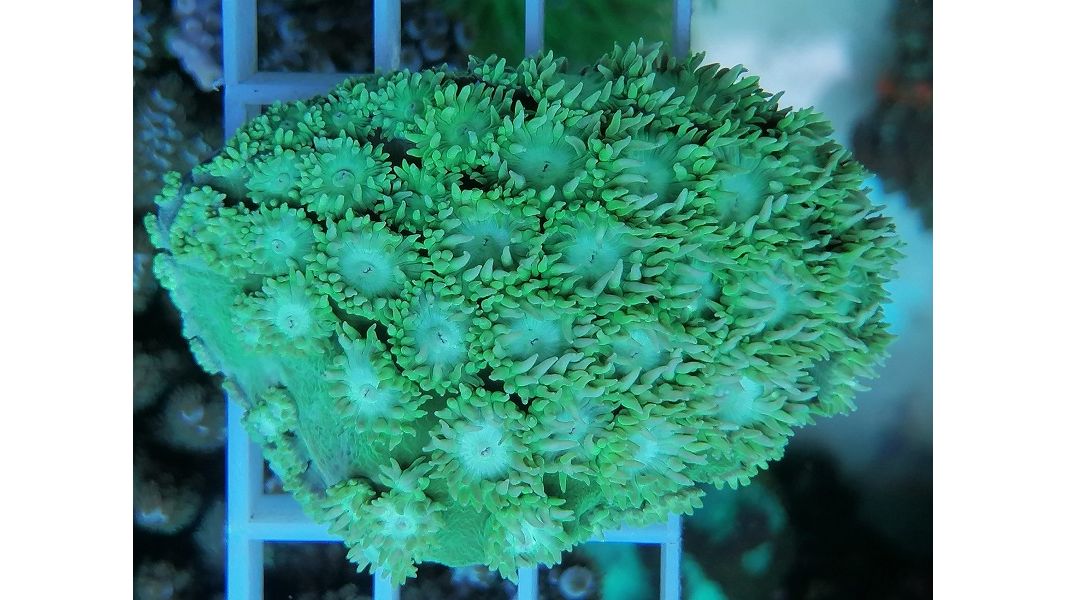 Turbinaria peltata Kelchkoralle Grün Deutsche Nachzucht