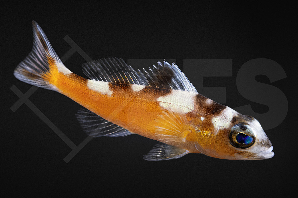 Serranus tabacarius - Tabak-Sägebarsch