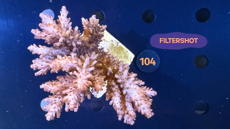 Acropora sp. WYSIWYG 0104