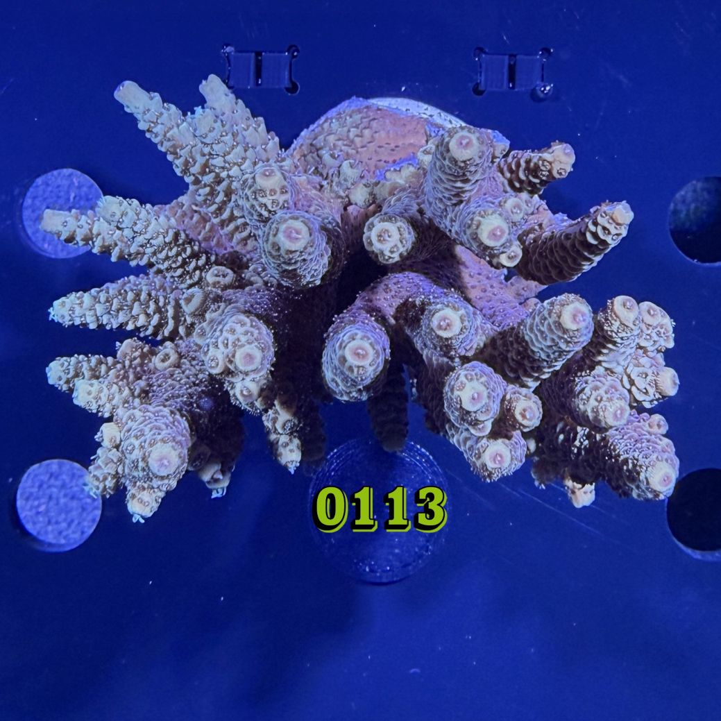 Acropora sp. WYSIWYG 0113