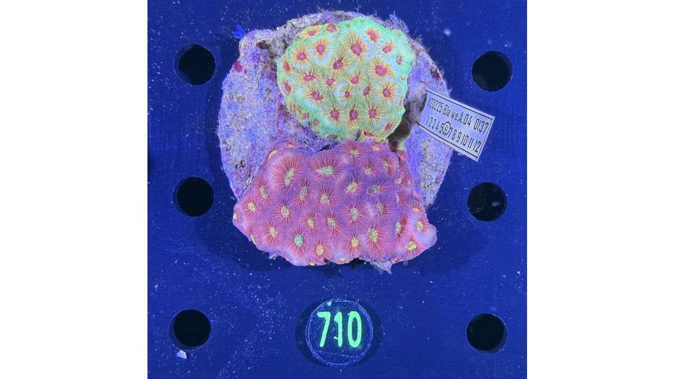 Favia sp. WYSIWYG 0710