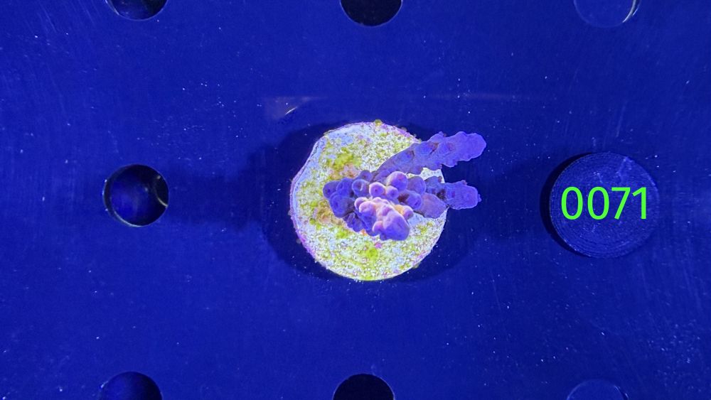 Acropora sp. - Steinkoralle "Joker" DNZ 0071