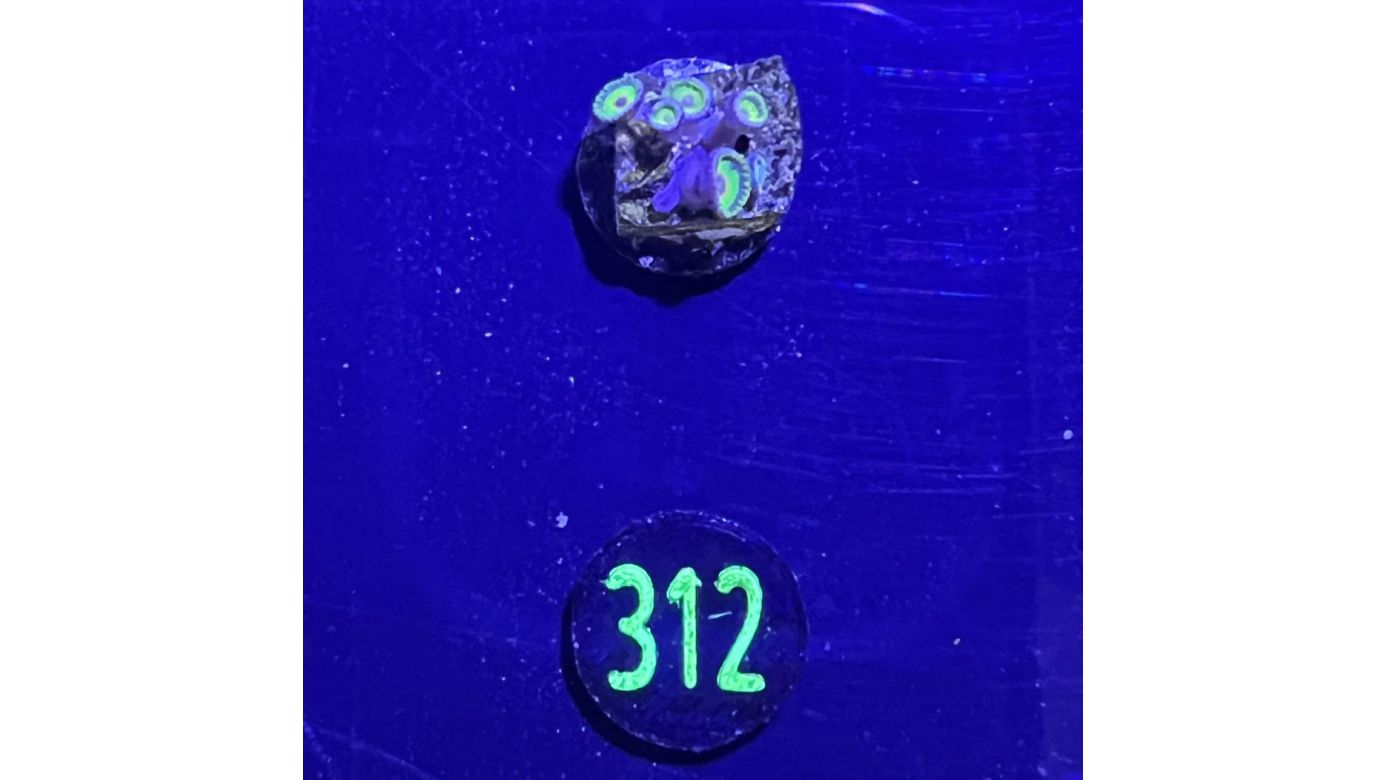 Zoanthus sp. - Krustenanemone "Rasta" PlanktonPlus Nachzucht 0312