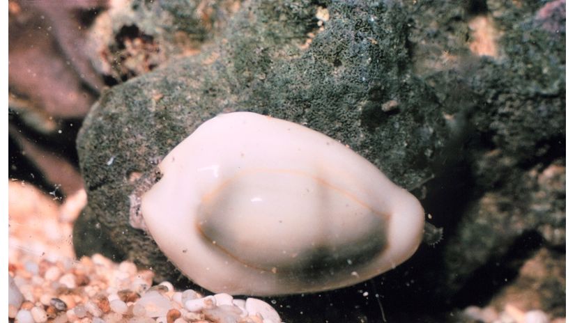 Monetaria Moneta - Weiße Kaurischnecke