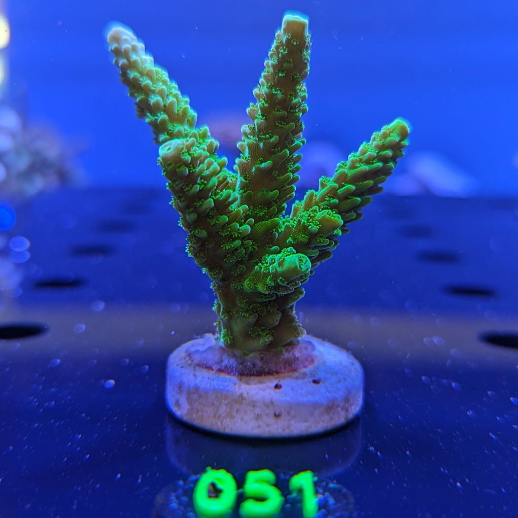 Acropora tumida - Enzmann Acropora Neongrün Deutsche Nachzucht 0051