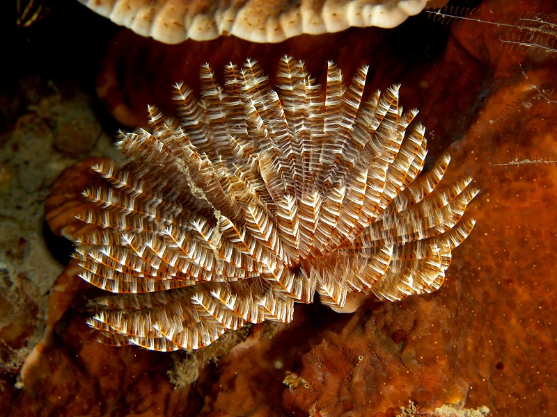 Sabellastarte sp. - Röhrenwurm gemischt