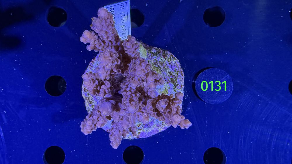 Acropora sp. WYSIWYG 0131