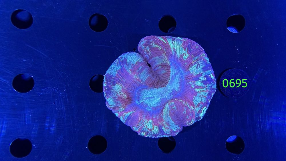 Trachyphyllia geoffroyi WYSIWYG 0695