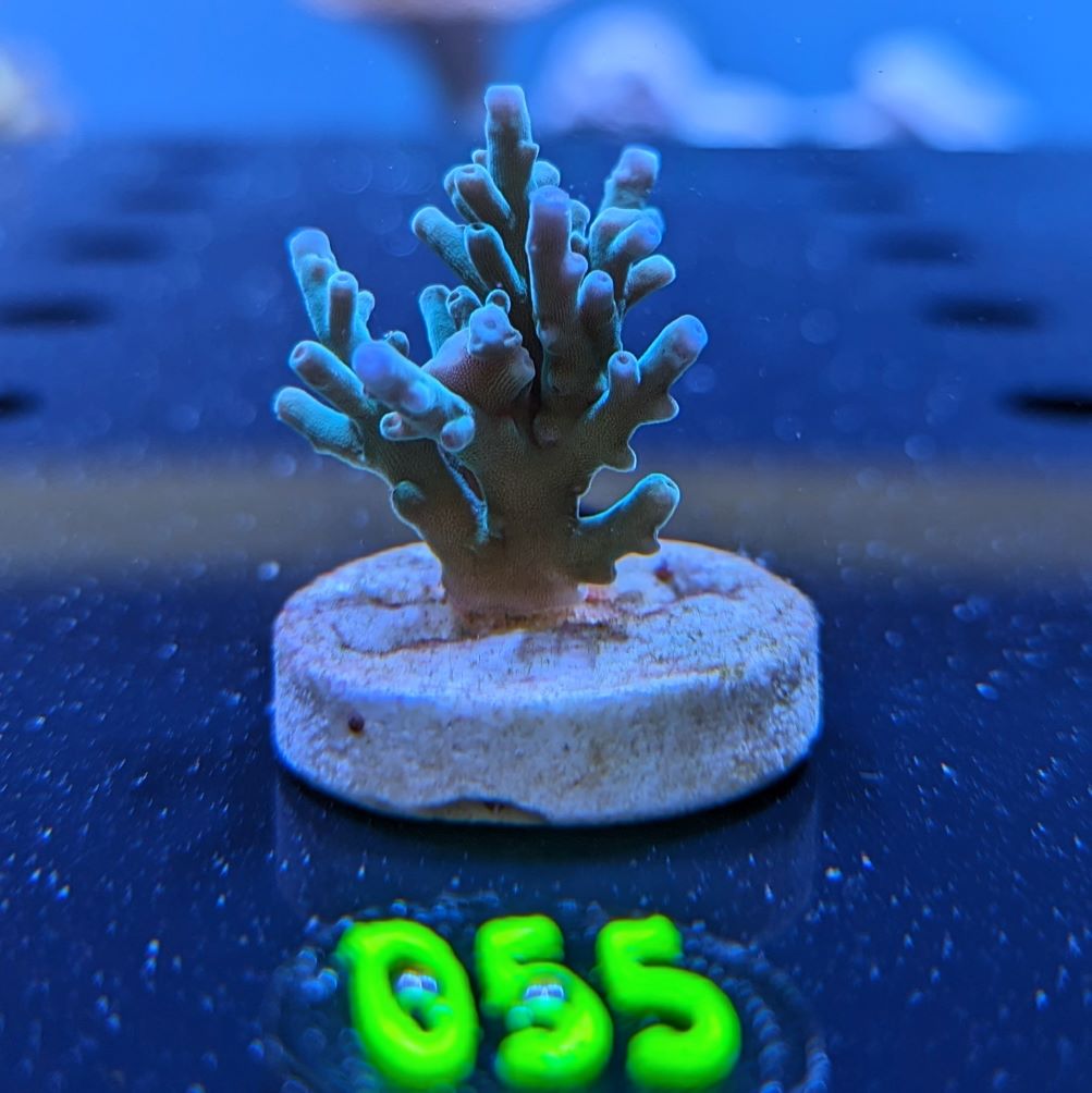 Acropora echinata - Steinkoralle Blau Deutsche Nachzucht 0055