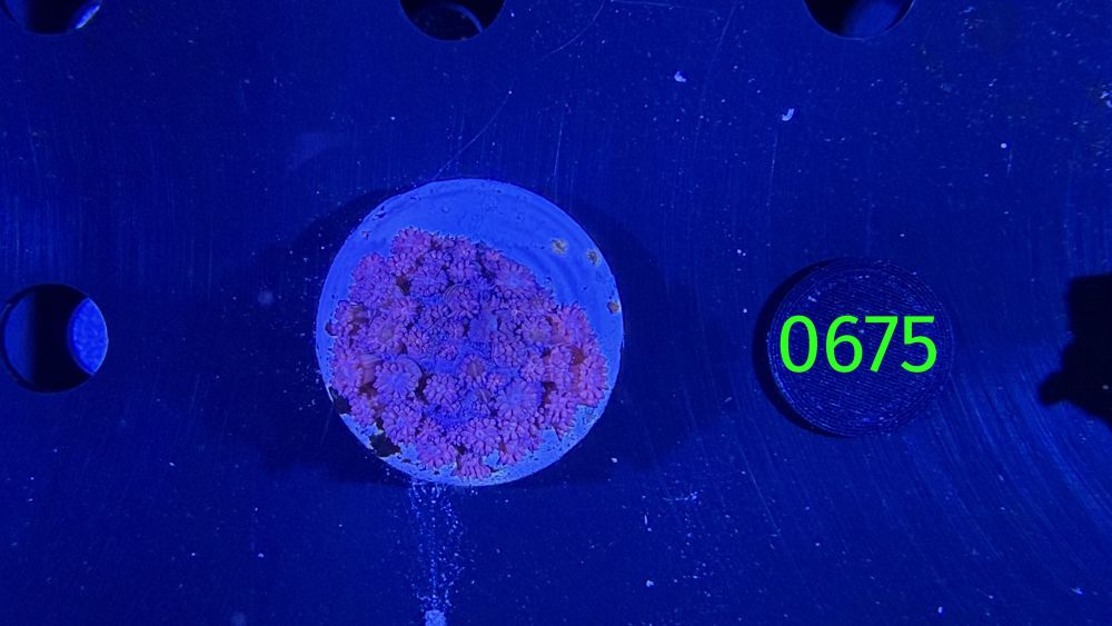 Goniopora sp. WYSIWYG 0675