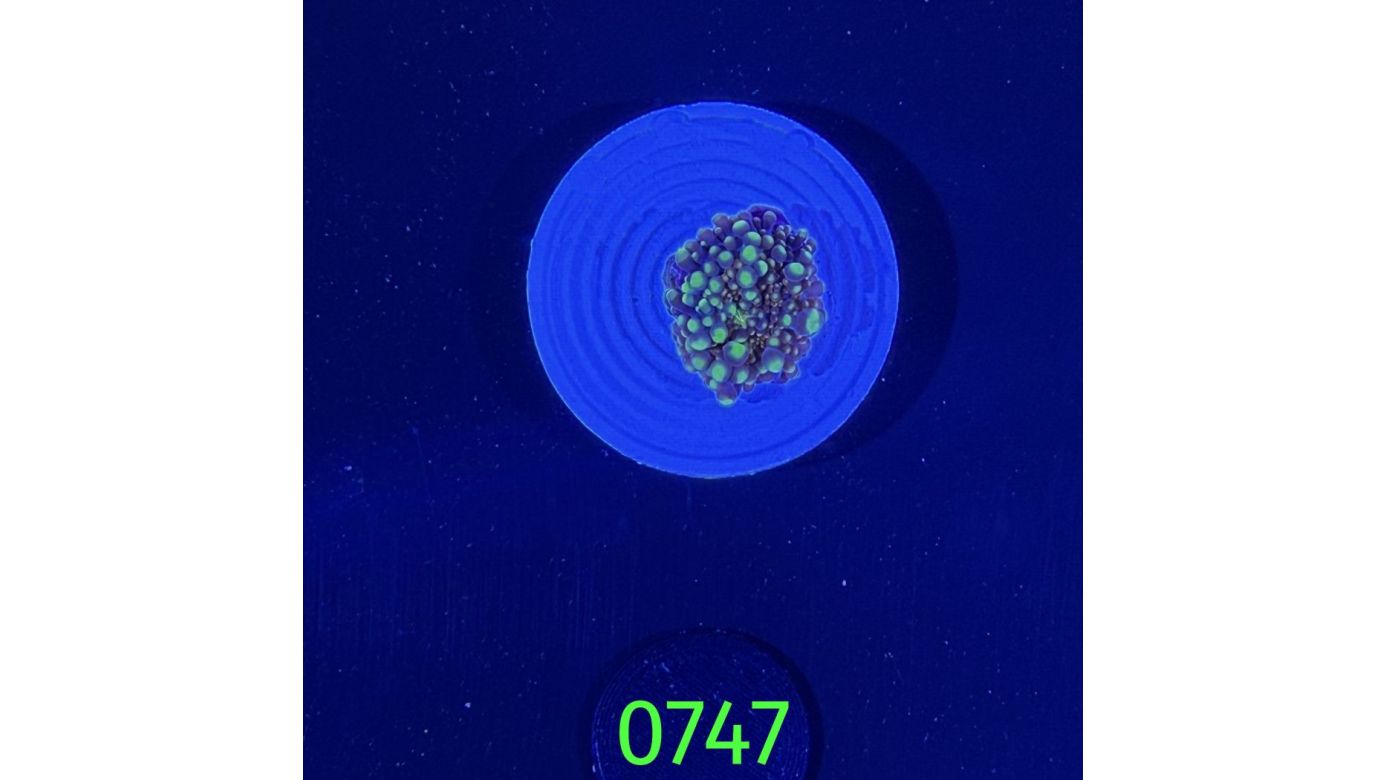 Ricordea sp. WYSIWYG 0747