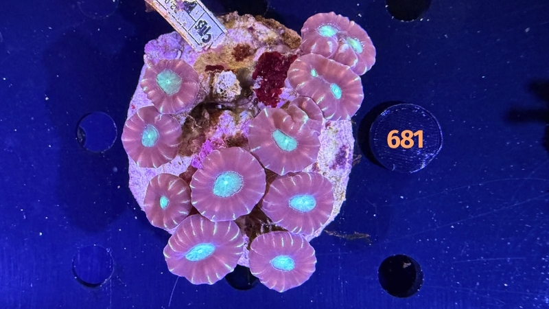 Caulastrea sp. WYSIWYG 0681