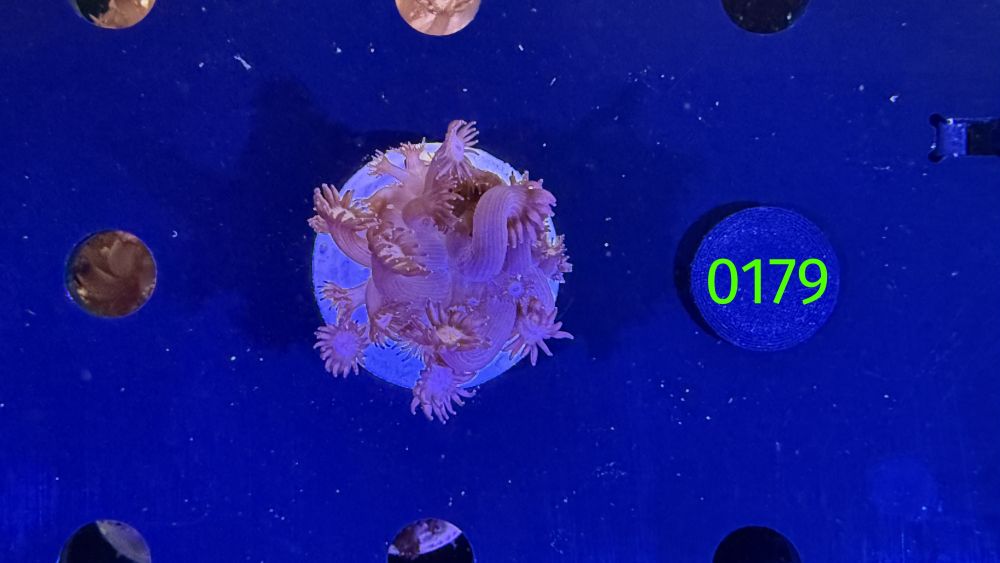 Goniopora sp. - "rot/pink" 0179